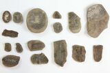 Lot: Mazon Creek Fossil Ferns - + Pieces #140731-1